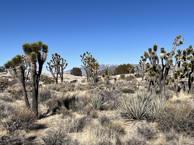 Desert Wonders of the Mojave National Preserve - Mojave National Preserve