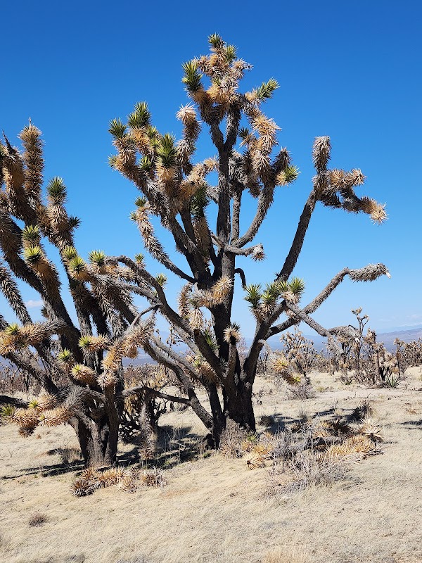 Desert Wonders of the Mojave National Preserve - Mojave National Preserve
