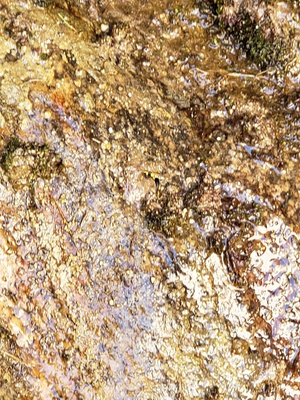 Natural Wonders of Great Falls Basin - Great Falls Basin