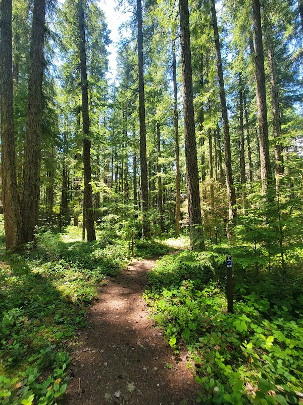 Hemlock Falls: Oregon's Cascading Gem - Hemlock Falls