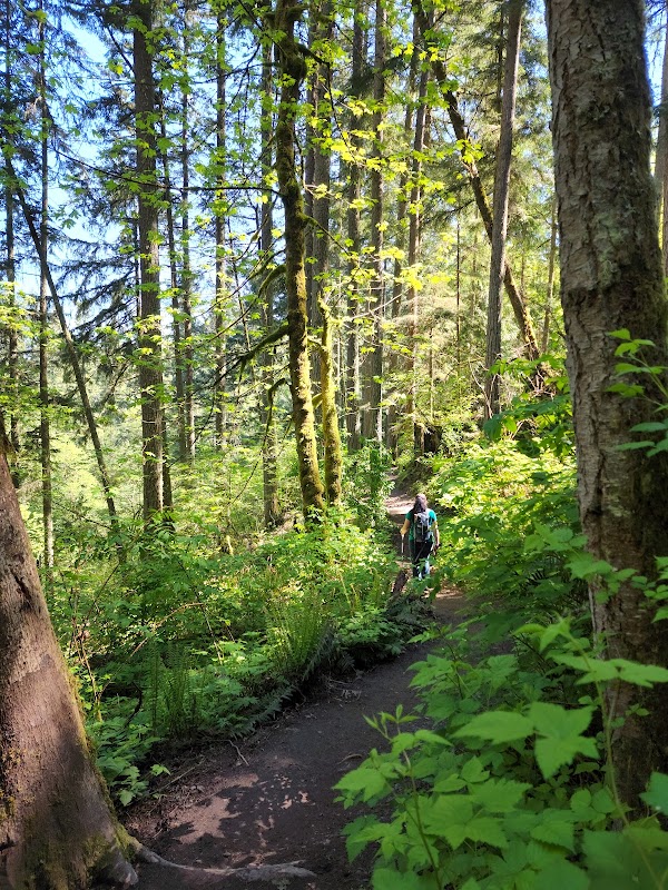 Discover Little Mashel River Waterfalls: A Natural Gem in Washington outdoor detail