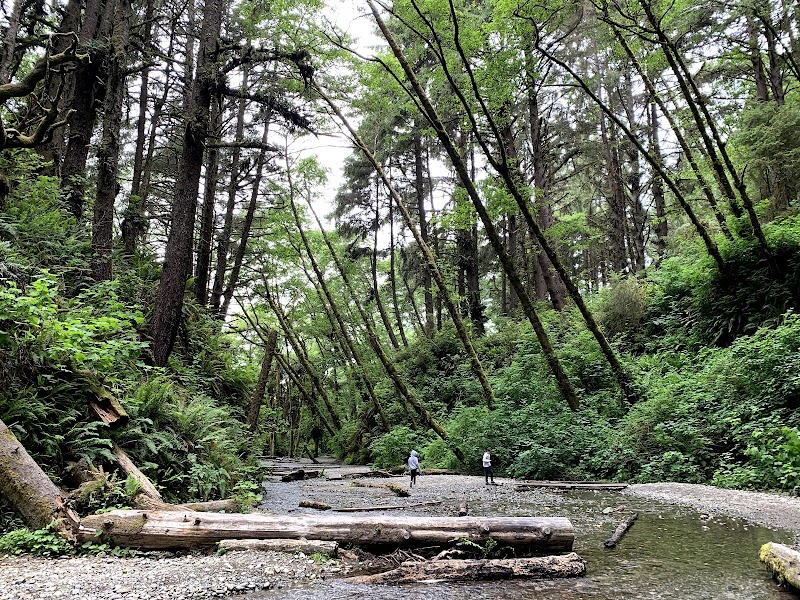 Giants of the Redwood Coast: Prairie Creek Redwoods State Park outdoor detail