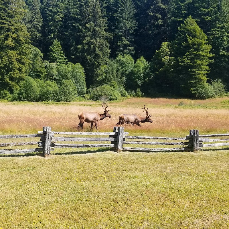 Giants of the Redwood Coast: Prairie Creek Redwoods State Park surrounding landscape