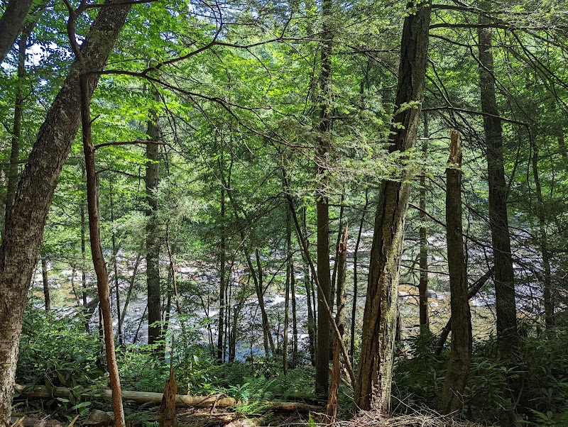 Waterfall Wonders at Swallow Falls Natural Area surrounding landscape