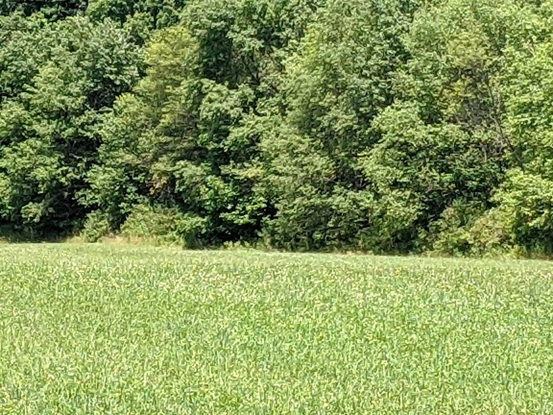 Discover Tranquility at North Harmony State Forest surrounding landscape