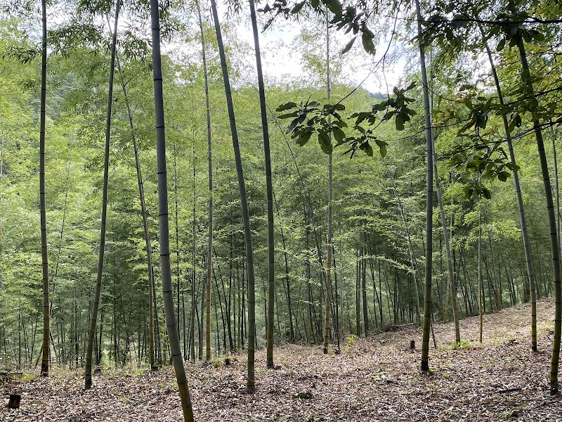 Nature's Sanctuary: Kotori no Mori - Kotori no Mori