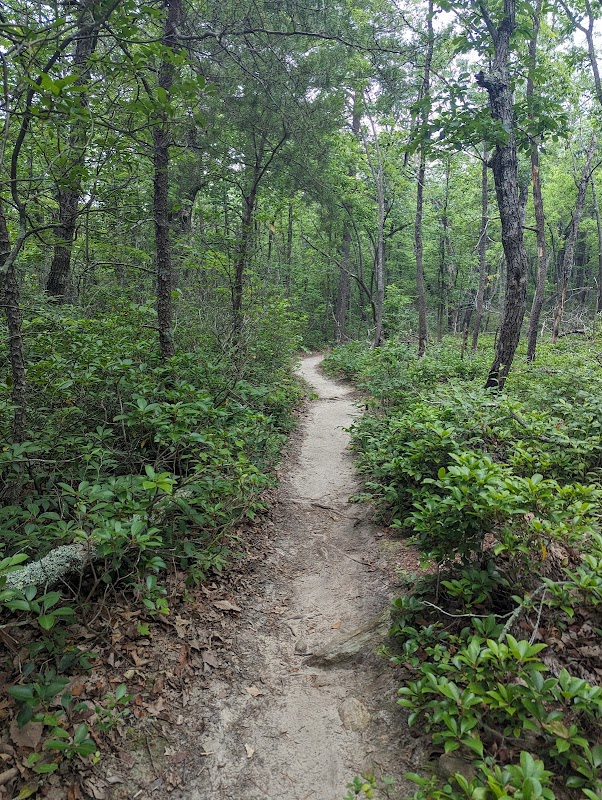 Discover the Beauty of Moore's Wall Loop Trail outdoor detail