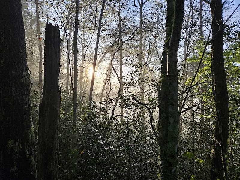 Explore the Natural Splendor of Cohutta Wilderness Trails outdoor detail