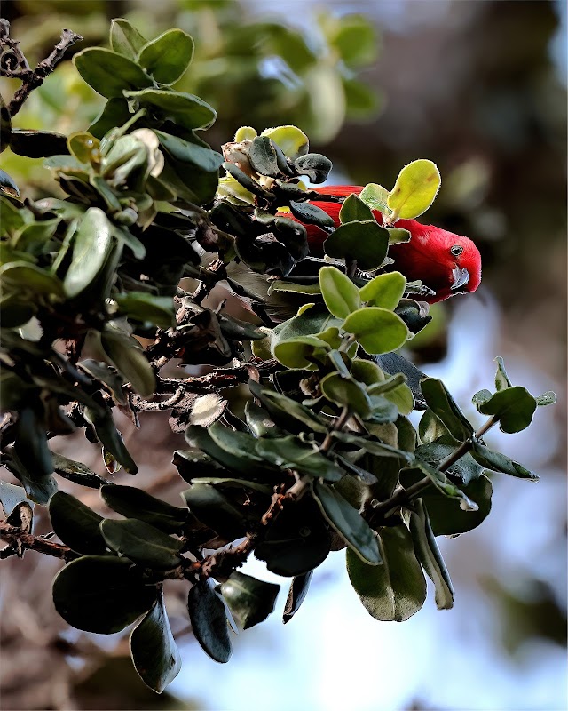 Kaulana Manu Nature Trail – A Hidden Gem in Hilo - Kaulana Manu Nature Trail