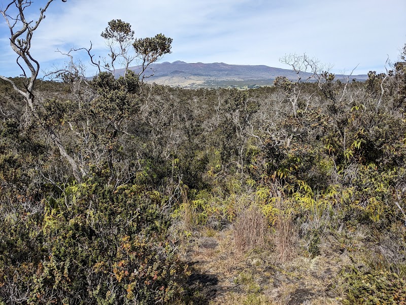 Kaulana Manu Nature Trail – A Hidden Gem in Hilo - Kaulana Manu Nature Trail