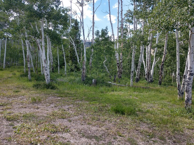 Manti-La Sal National Forest: Nature’s Green Canvas outdoor detail
