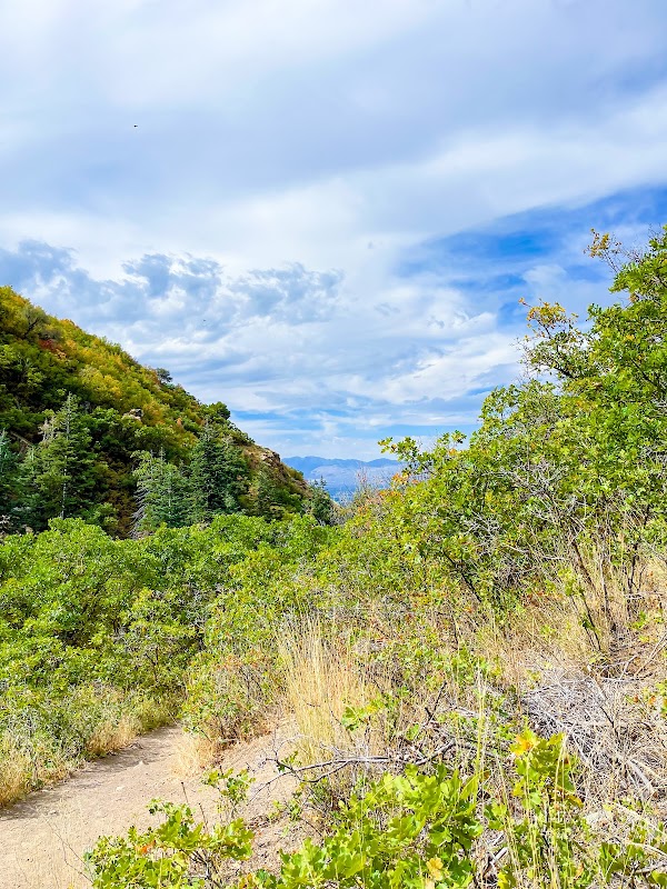Breathtaking Wilderness of Uinta-Wasatch-Cache National Forest outdoor detail