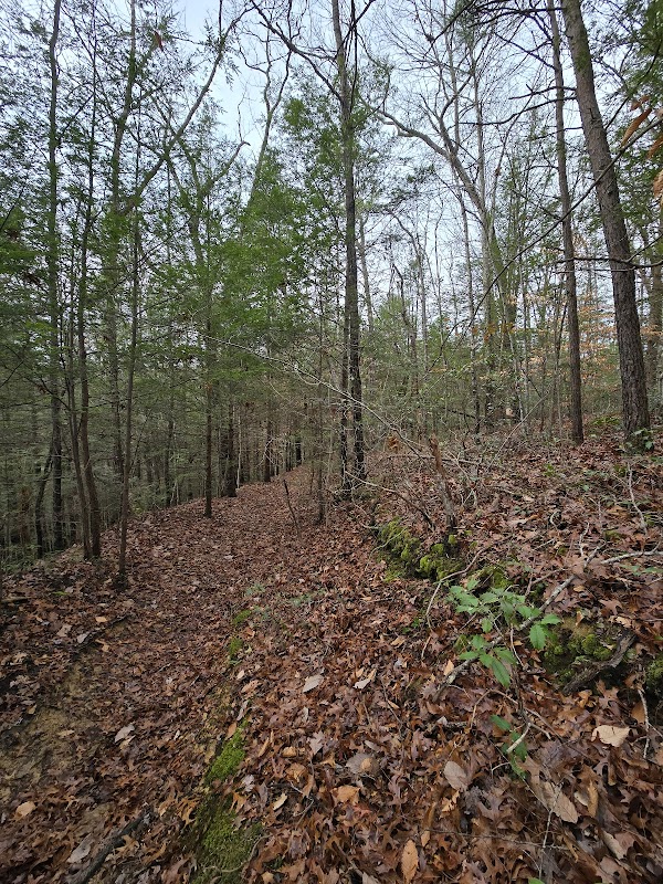 Hiking Through Sheltowee Trace Road, Kentucky outdoor detail