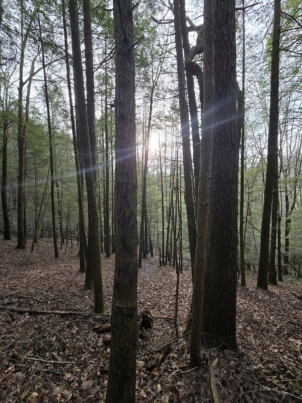 Hiking Through Sheltowee Trace Road, Kentucky surrounding landscape