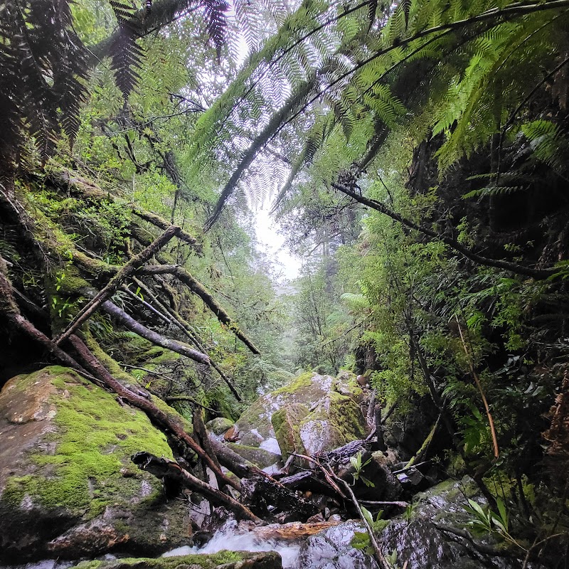 Discover the Natural Charm of Adamsons Falls - Adamsons Falls