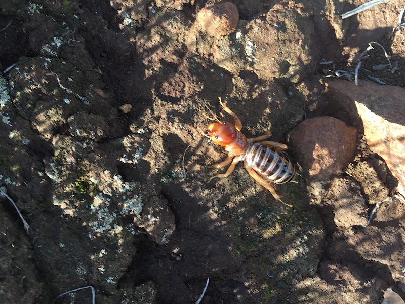 Discover the Scenic Serenity of Scorpion Canyon Loop Trail surrounding landscape