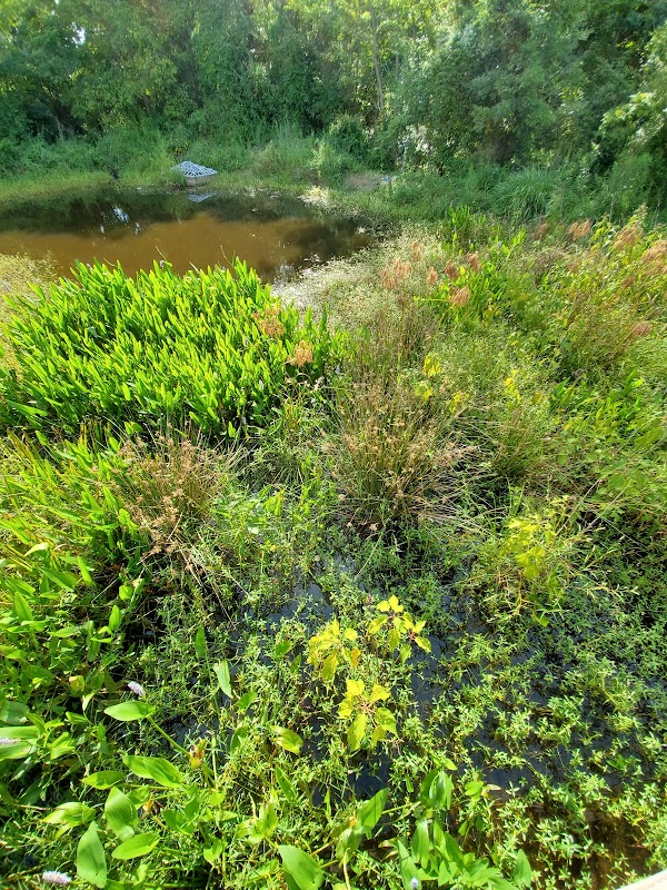 Wandering through Evergreen Nature Preserve outdoor detail