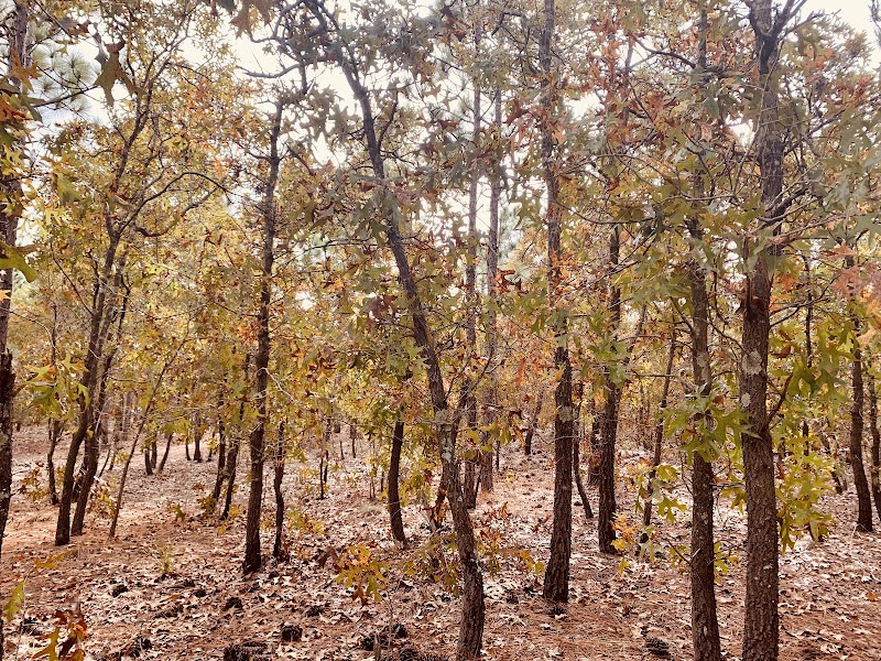 Tranquil Escape at Halyburton Park surrounding landscape