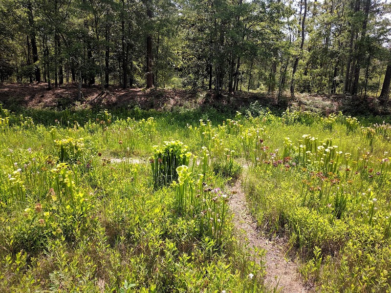 Carnivorous Wonders at Piney Ridge Nature Preserve outdoor detail