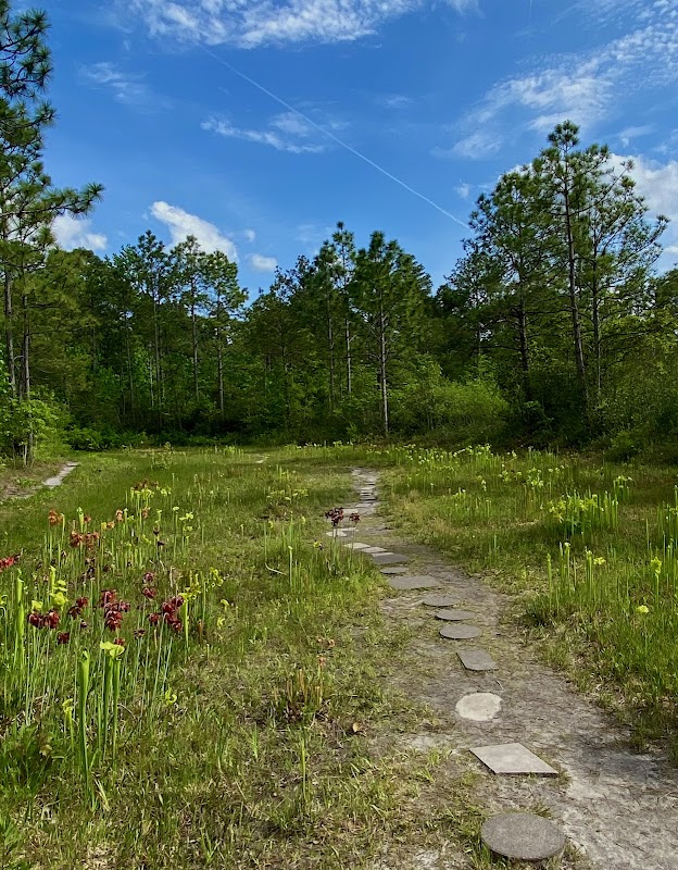 Carnivorous Wonders at Piney Ridge Nature Preserve surrounding landscape