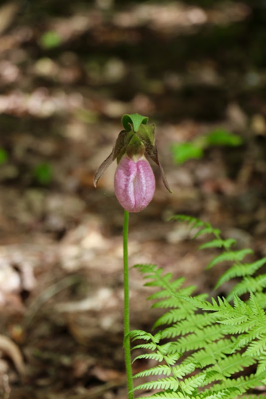 Discover the Beauty of Wintergreen Falls surrounding landscape