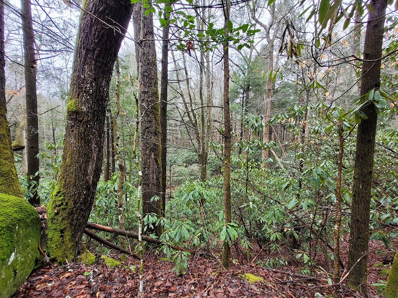 The Enchanting Chestnut Branch Trailhead in Waynesville - Chestnut Branch Trailhead