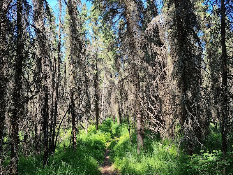 Gentle Trails: Discover Smokejumper Trailhead in Anchorage, AK - Smokejumper Trailhead