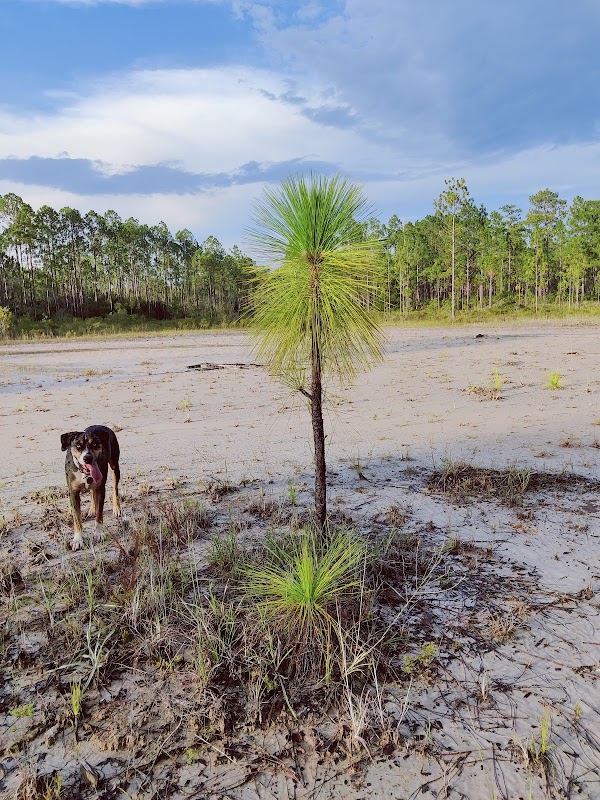 Discover the Wilderness of Apalachicola National Forest outdoor detail