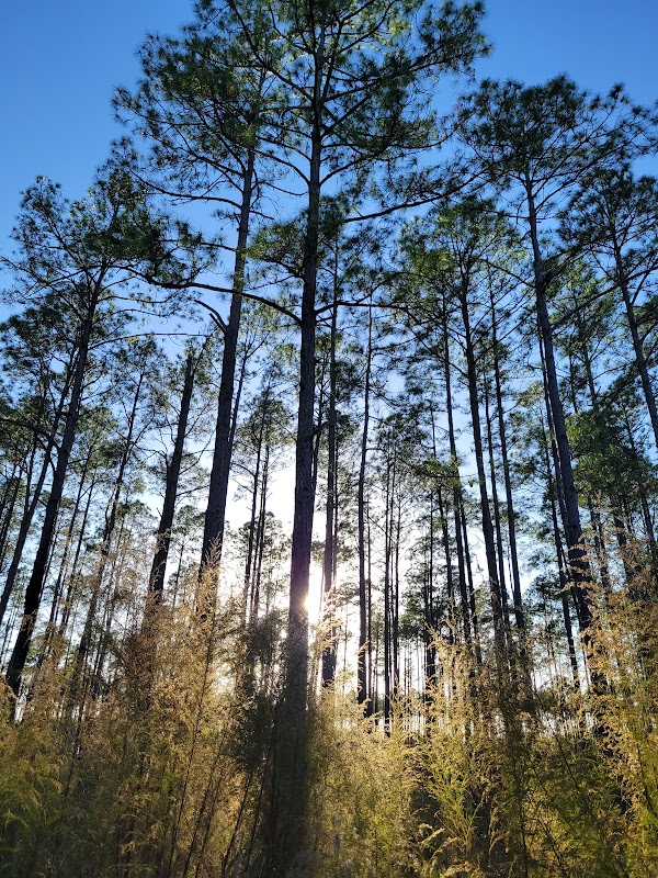 The Enigmatic Wilderness of Tate's Hell State Forest outdoor detail