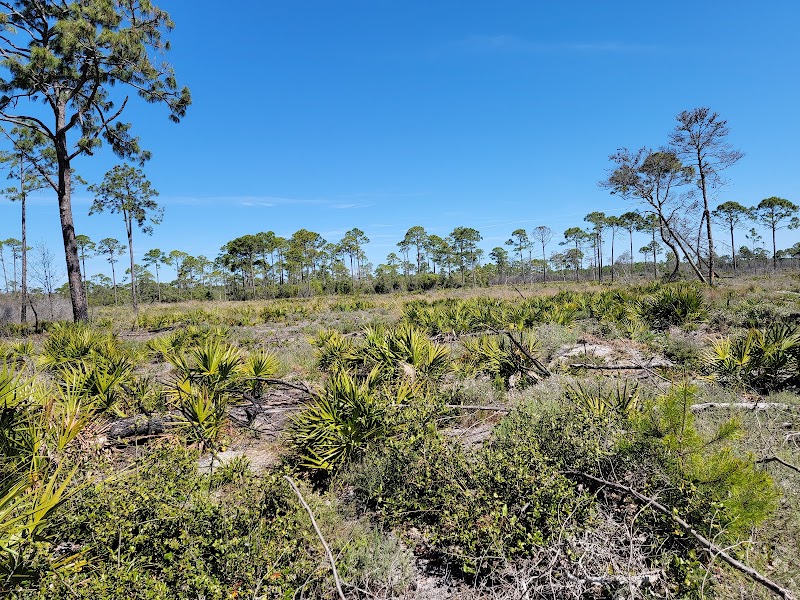 The Enigmatic Wilderness of Tate's Hell State Forest surrounding landscape