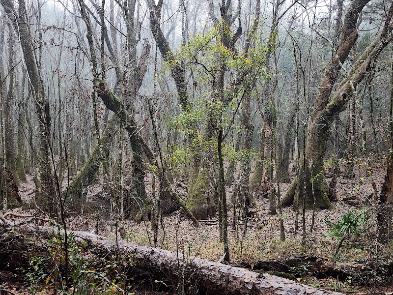Enchanting Waters of Apalachicola surrounding landscape