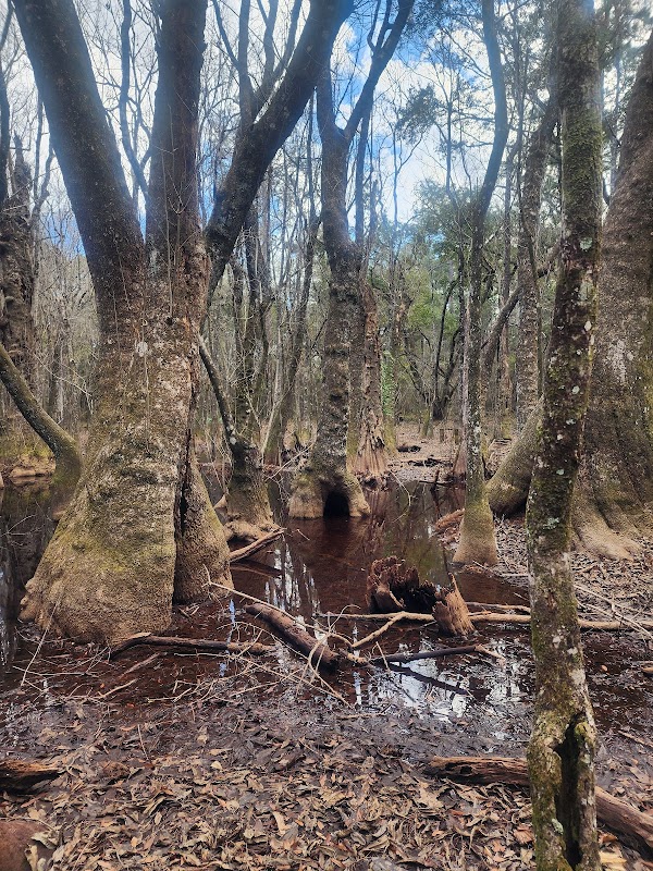Enchanting Waters of Apalachicola outdoor detail