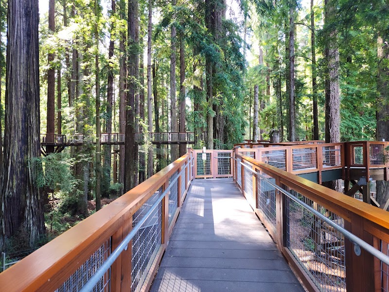Towering Wonders at Sequoia Park surrounding landscape