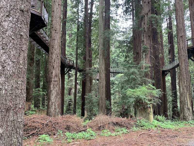 Towering Wonders at Sequoia Park - Sequoia Park