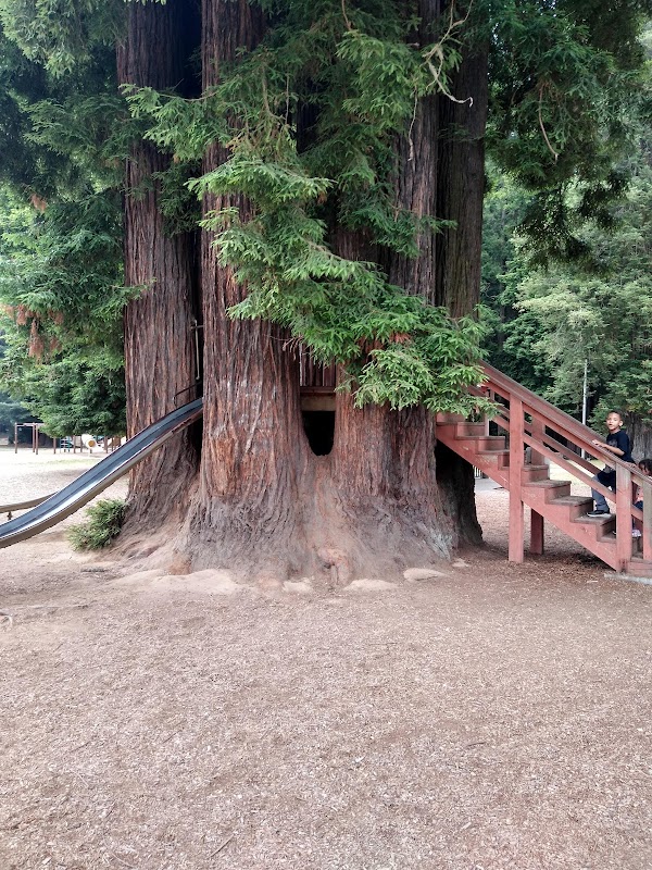 Towering Wonders at Sequoia Park outdoor detail