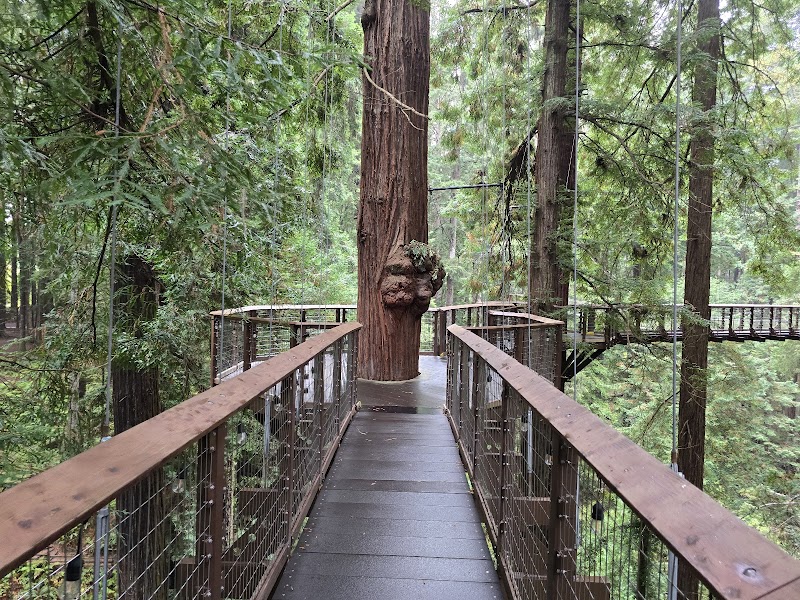 Towering Wonders at Sequoia Park - Sequoia Park