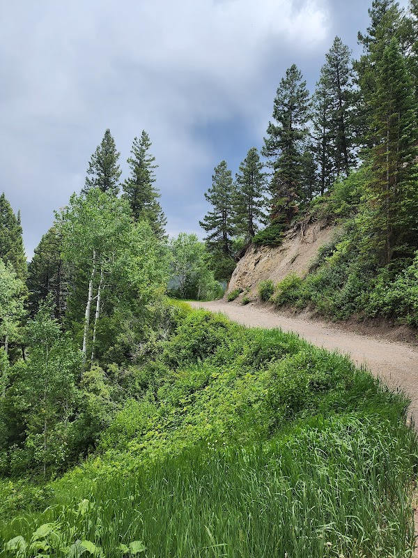 Trail Adventures at Aspen Mountain - Aspen Mountain Summer Road Trailhead