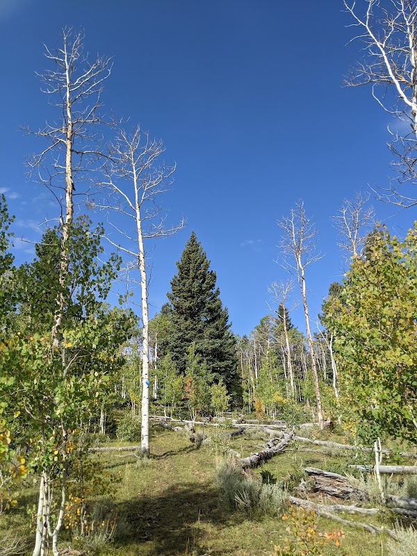Aspen Nature Trail: Vernal's Green Haven outdoor detail
