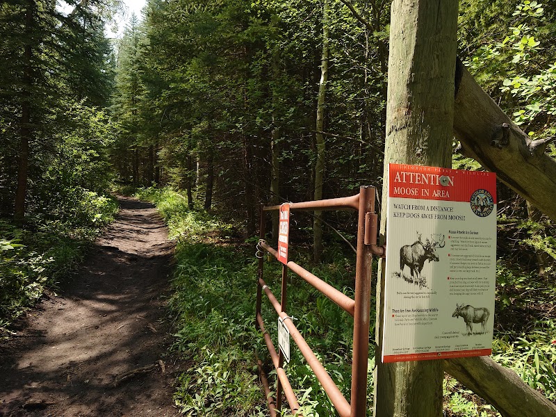 Hiking in Aspen’s Beauty: Tom Blake Trailhead surrounding landscape