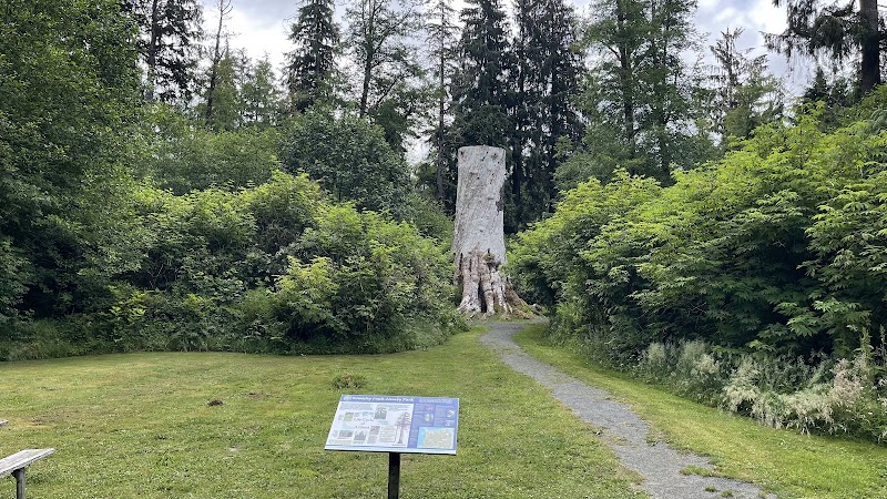 Giant Sitka Spruce Stump at Klootchy Creek County Park - Klootchy Creek County Park