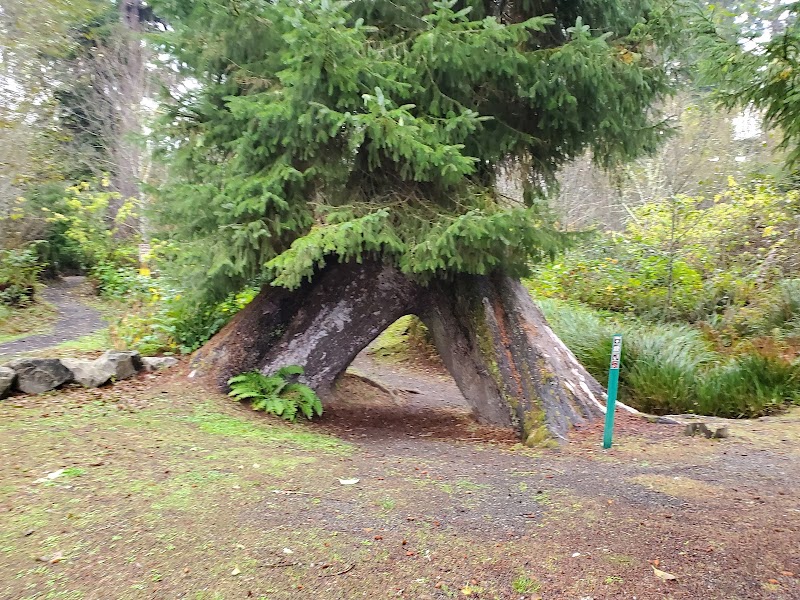 Giant Sitka Spruce Stump at Klootchy Creek County Park - Klootchy Creek County Park