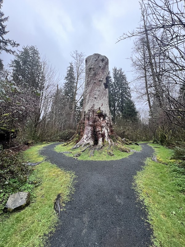 Giant Sitka Spruce Stump at Klootchy Creek County Park - Klootchy Creek County Park
