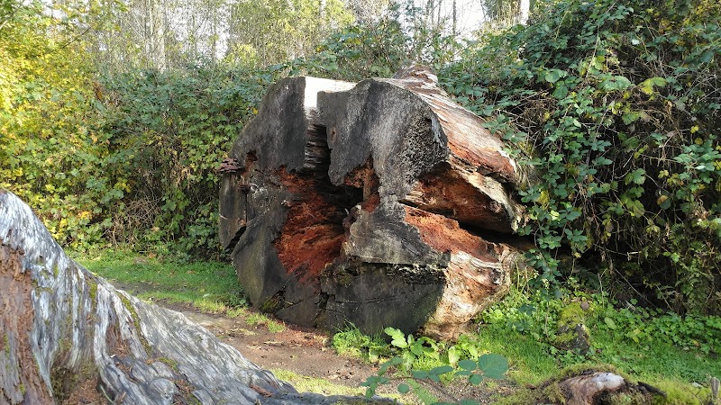 Giant Sitka Spruce Stump at Klootchy Creek County Park outdoor detail