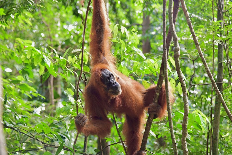 Mount Leuser National Park adventures