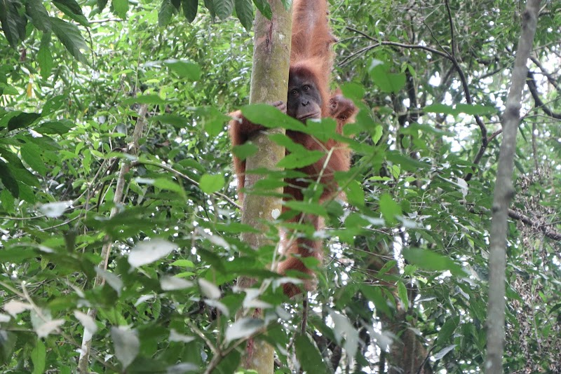 Wildlife & Jungle Adventure at Mount Leuser National Park, Aceh - Mount Leuser National Park