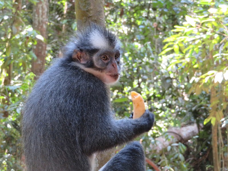 Wildlife & Jungle Adventure at Mount Leuser National Park, Aceh - Mount Leuser National Park
