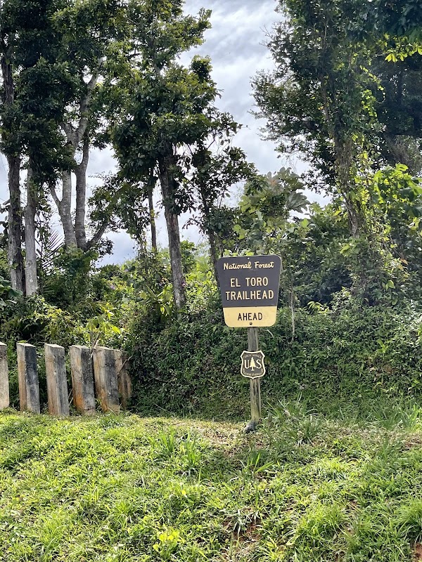 Hiking El Toro Trail in Canóvanas, Puerto Rico surrounding landscape