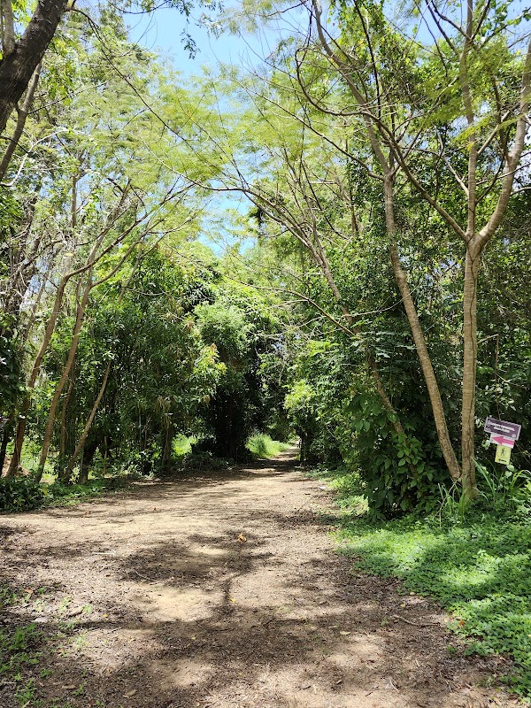 Mountain Biking Adventure at Los Tubos MTB Trail, Manatí, Puerto Rico surrounding landscape