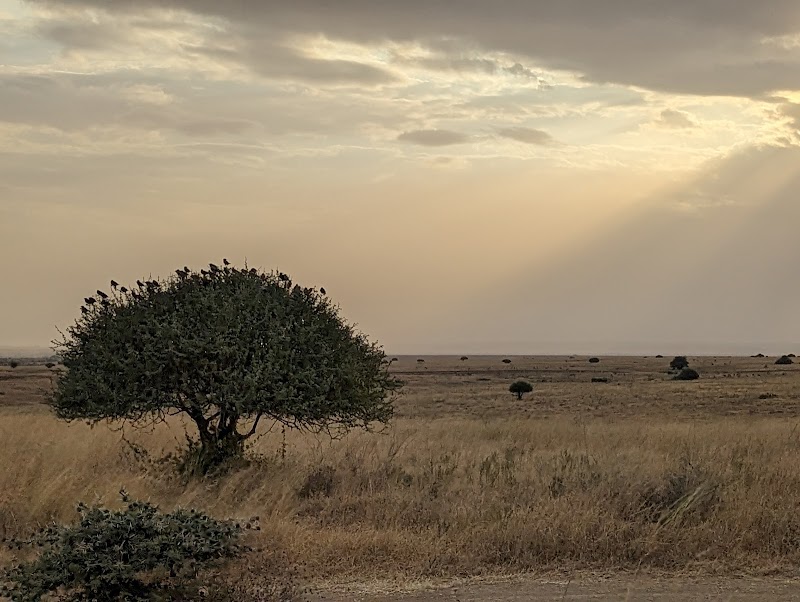 Wildlife & Savannah at Nairobi National Park - Nairobi National Park