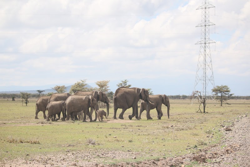 Wildlife Wilderness at Meru National Park - Meru National Park